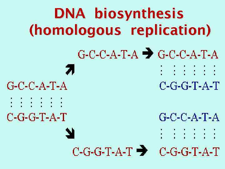 DNA biosynthesis (homologous replication) 