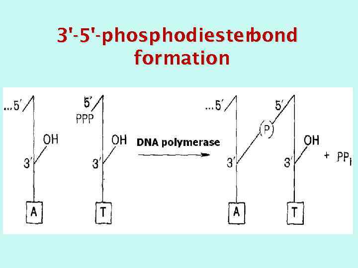 3'-5'-phosphodiester bond formation 