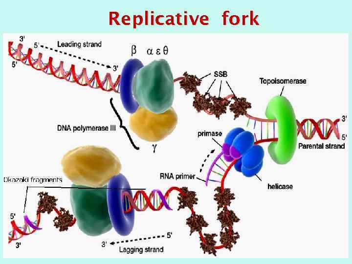 Replicative fork 