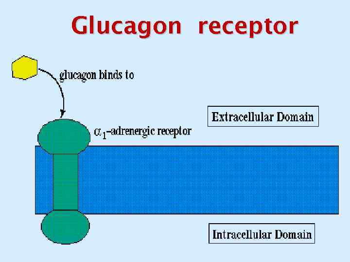 Glucagon receptor 