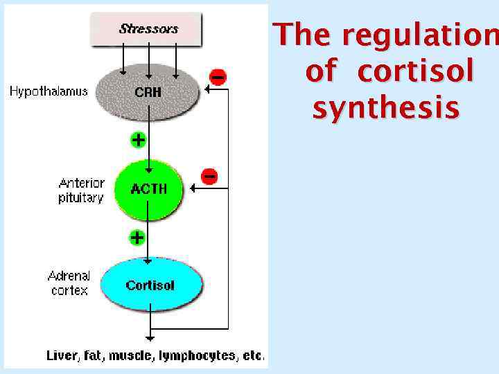 The regulation of cortisol synthesis 