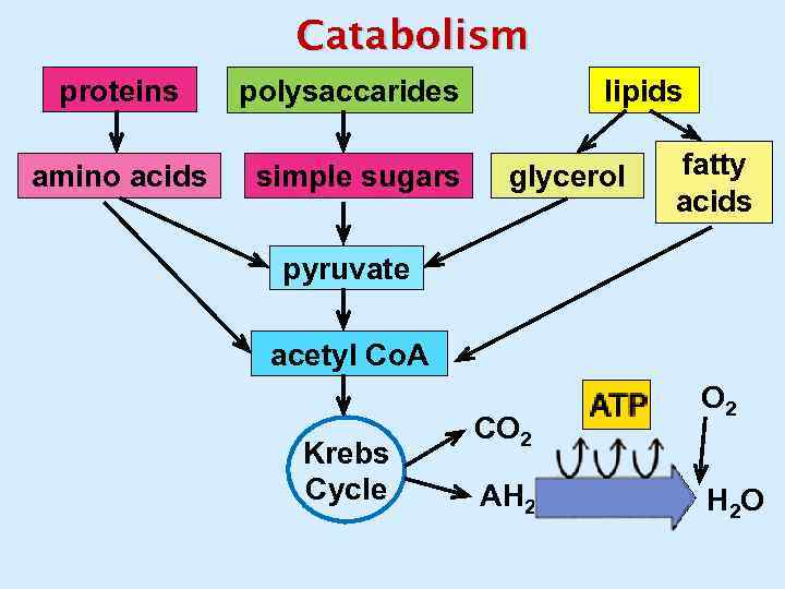 Catabolism proteins amino acids polysaccarides simple sugars lipids glycerol fatty acids pyruvate acetyl Co.