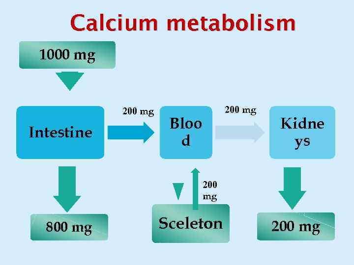 Calcium metabolism 1000 mg 200 mg Intestine 200 mg Bloo d Kidne ys 200