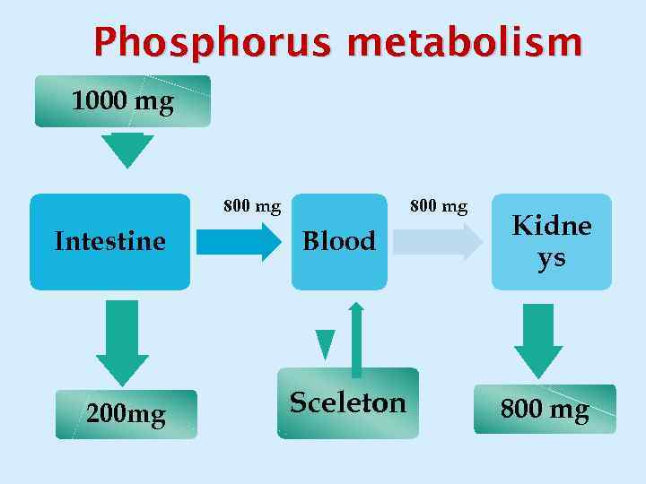 Phosphorus metabolism 1000 mg 800 mg Intestine 200 mg 800 mg Blood Sceleton Kidne
