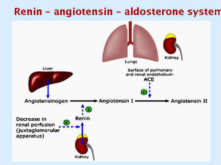 Renin – angiotensin – aldosterone system 