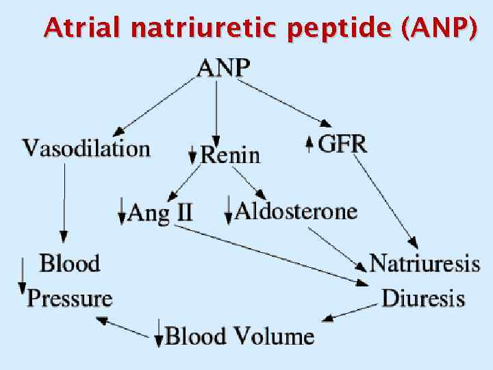 Atrial natriuretic peptide (ANP) 