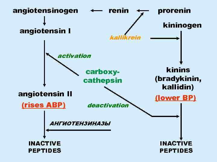 renin angiotensinogen prorenin kininogen angiotensin I kallikrein activation carboxycathepsin angiotensin II (rises ABP) deactivation
