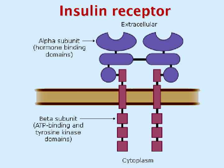 Insulin receptor 