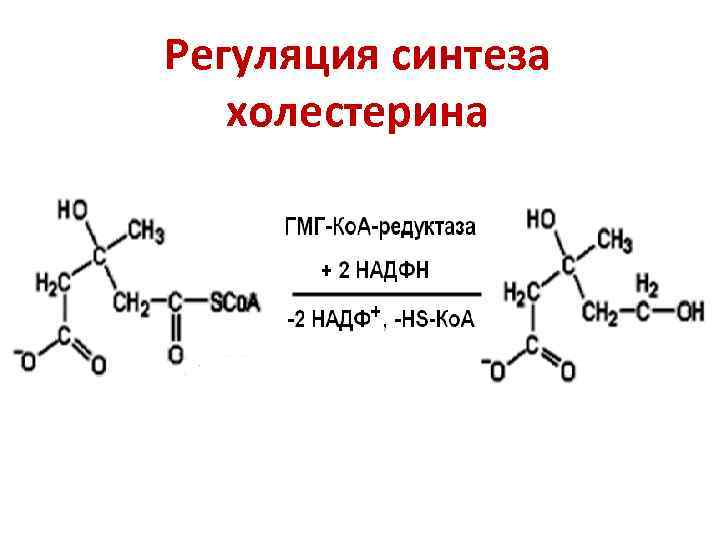 Синтез холестерина в печени. Регуляторная реакция синтеза холестерина. Регуляторный фермент синтеза холестерола. Регуляция синтеза холестерина биохимия. ГМГ КОА редуктаза Синтез холестерина.