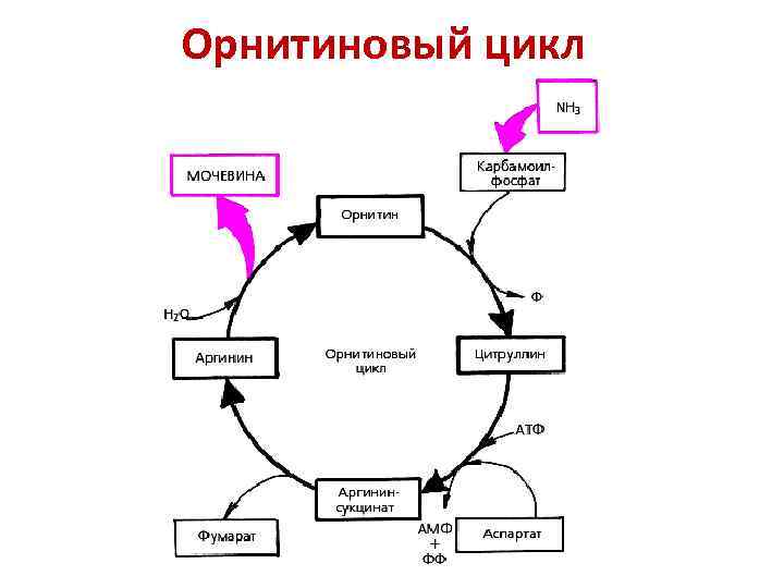 Орнитиновый цикл 