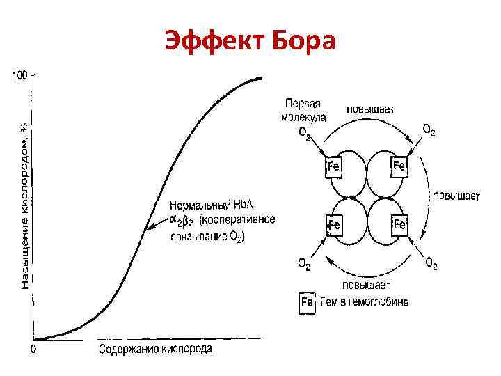 Эффект Бора 