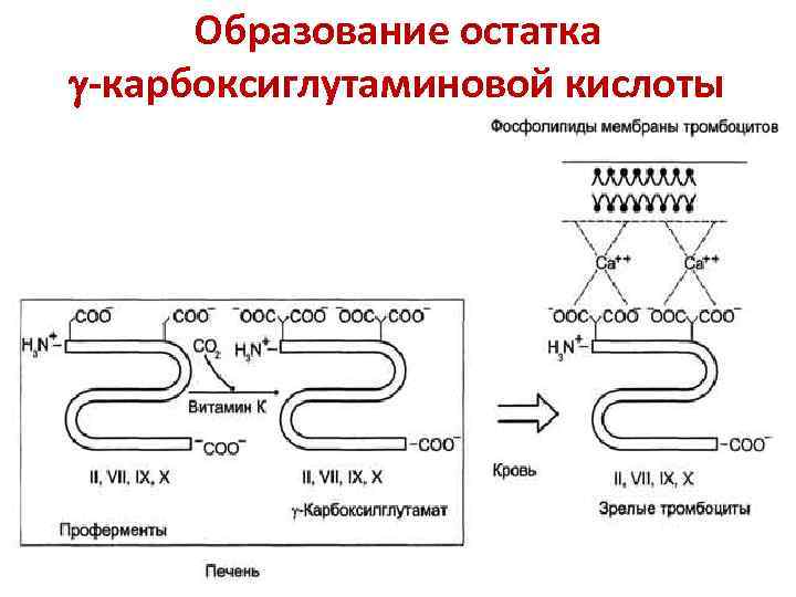 Образование остатка -карбоксиглутаминовой кислоты 
