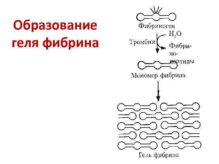 Коллаген фибриноген. Реакция образования фибрина полимера. Фибрин полимер образование. Фибрин строение. Фибрин формула.