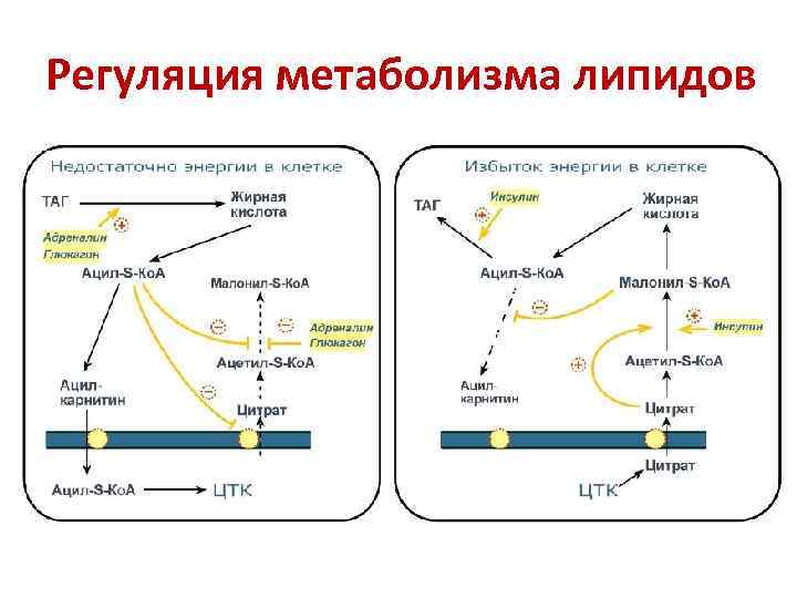 Регуляция метаболизма липидов 