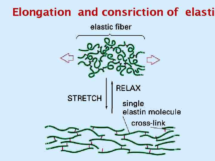 Elongation and consriction of elasti 