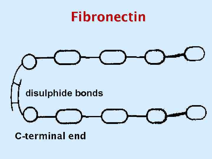 Fibronectin disulphide bonds С-terminal end 