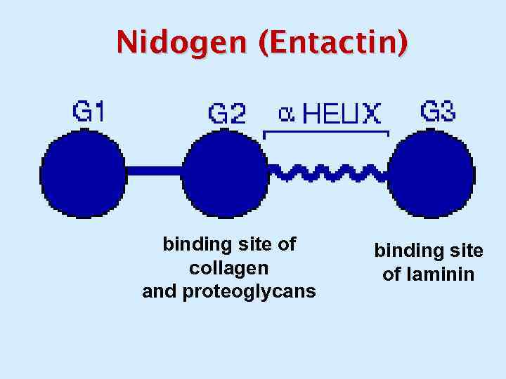 Nidogen (Entactin) binding site of collagen and proteoglycans binding site of laminin 