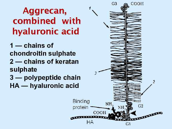 Aggrecan, combined with hyaluronic acid 1 — chains of chondroitin sulphate 2 — chains