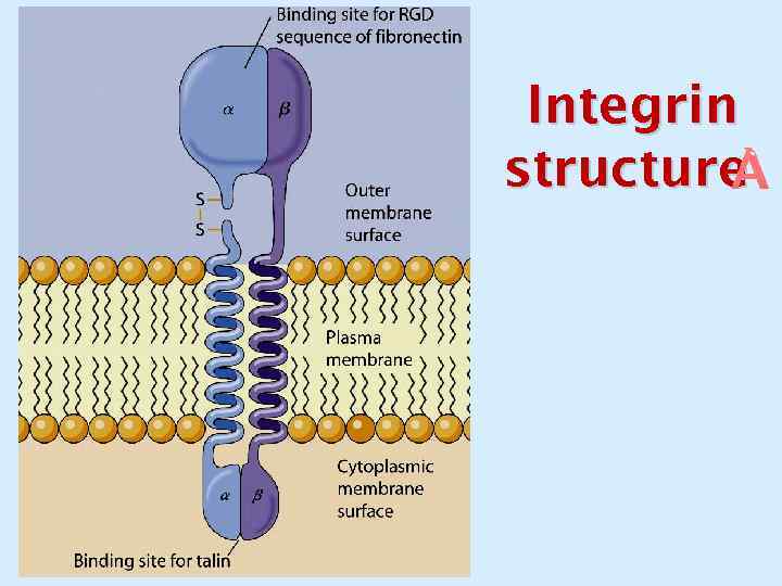 Integrin structure 