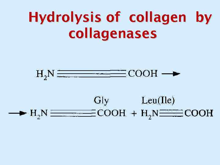 Hydrolysis of collagen by collagenases 