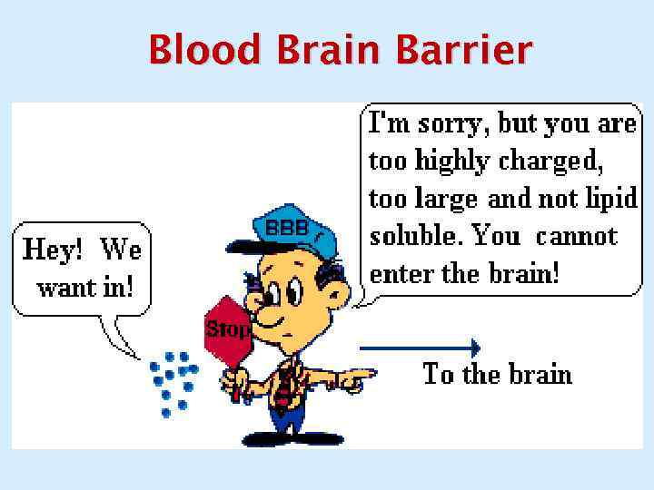 Blood Brain Barrier 