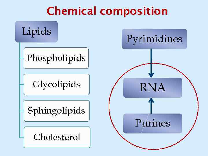 Chemical composition Lipids Pyrimidines Phospholipids Glycolipids RNA Sphingolipids Purines Cholesterol 