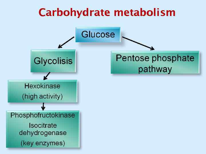 Carbohydrate metabolism 