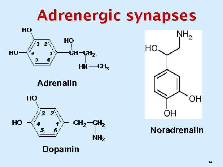 Adrenergic synapses Adrenalin Noradrenalin Dopamin 34 