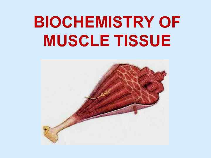 BIOCHEMISTRY OF MUSCLE TISSUE 