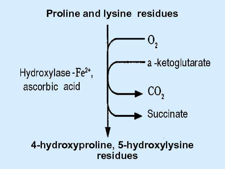 Proline and lysine residues 4 -hydroxyproline, 5 -hydroxylysine residues 