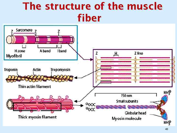 The structure of the muscle fiber 40 