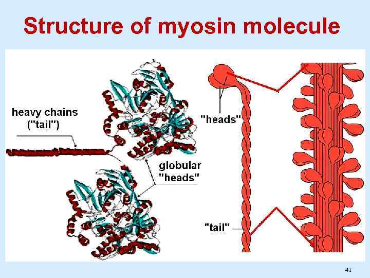 Structure of myosin molecule 41 