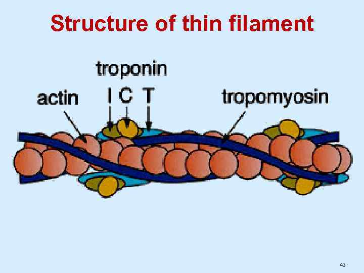 Structure of thin filament 43 