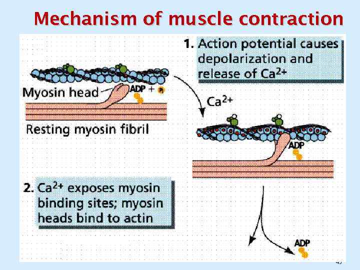 Mechanism of muscle contraction 45 