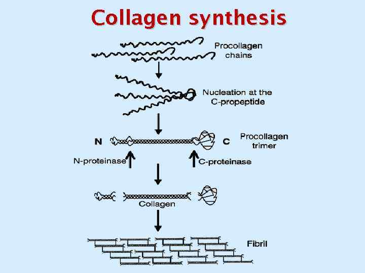 Collagen synthesis 