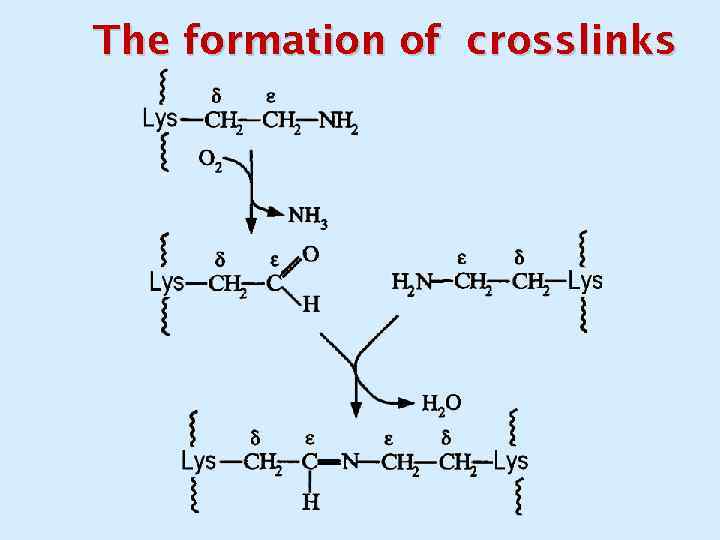 The formation of crosslinks 