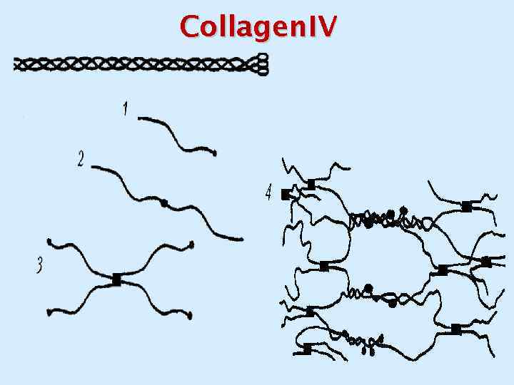 Collagen. IV 
