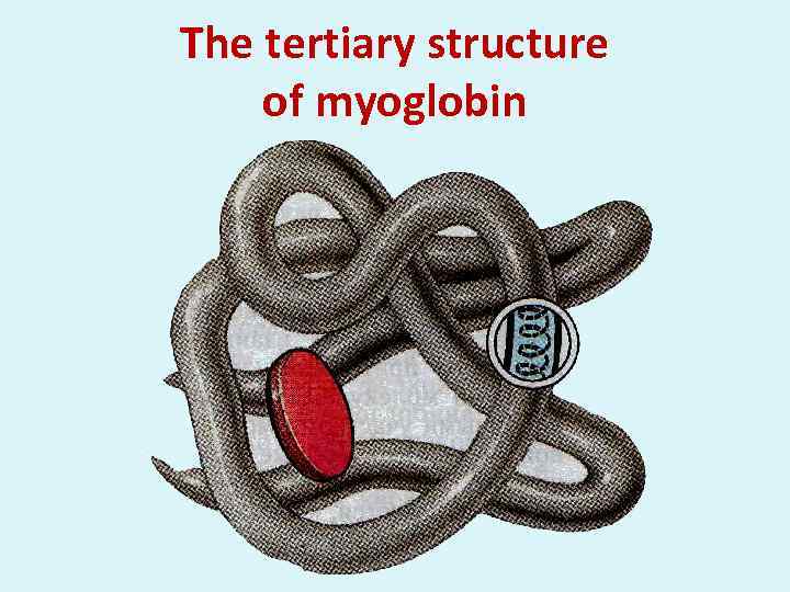 The tertiary structure of myoglobin 