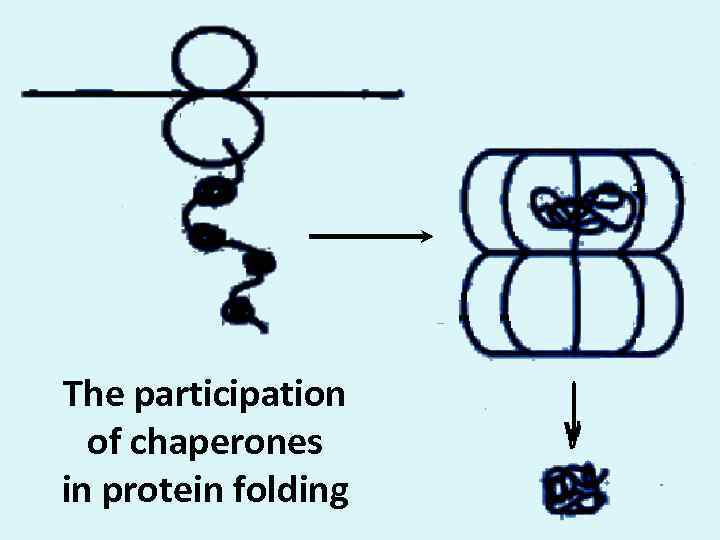 The participation of chaperones in protein folding 