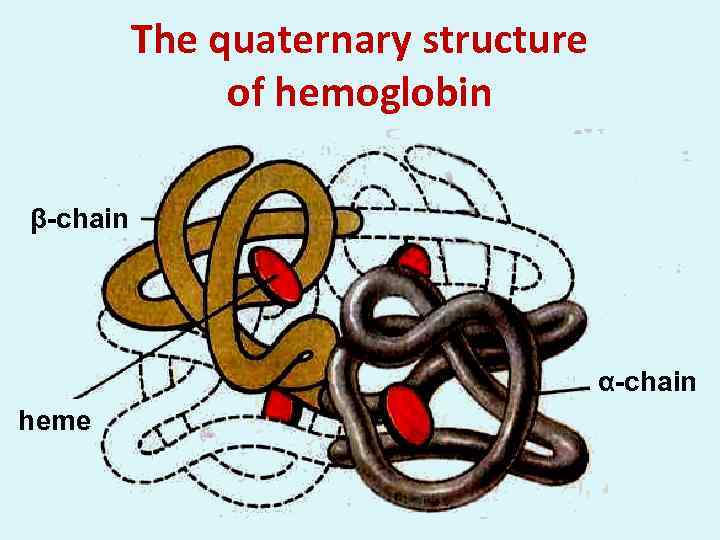 The quaternary structure of hemoglobin β-chain α-chain heme 