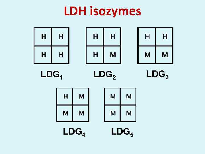 LDH isozymes LDG 1 LDG 4 LDG 2 LDG 5 LDG 3 