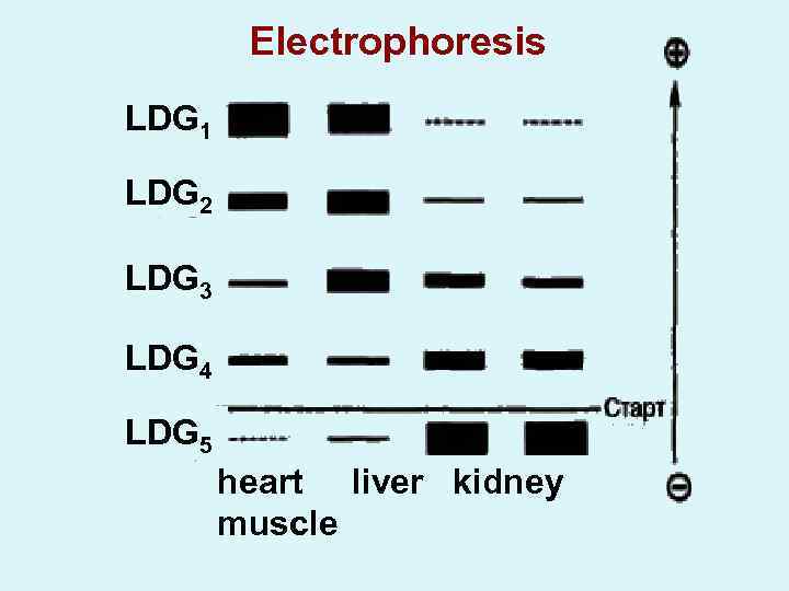 Electrophoresis LDG 1 LDG 2 LDG 3 LDG 4 LDG 5 heart liver kidney
