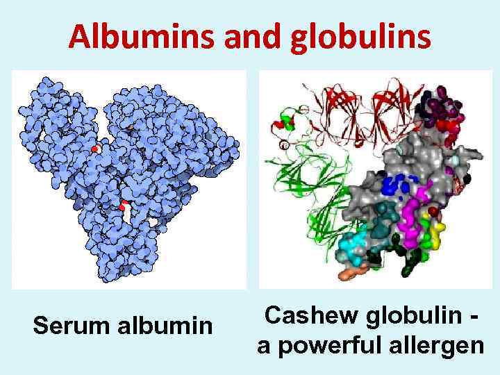 Albumins and globulins Serum albumin Cashew globulin - a powerful allergen 