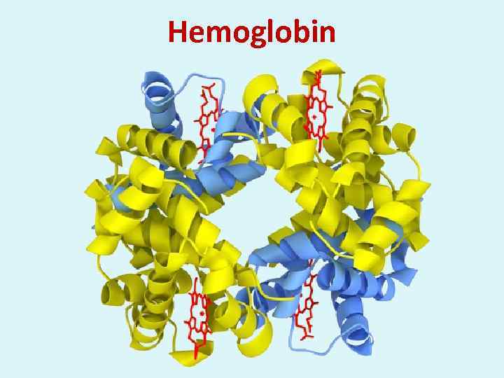 Hemoglobin 