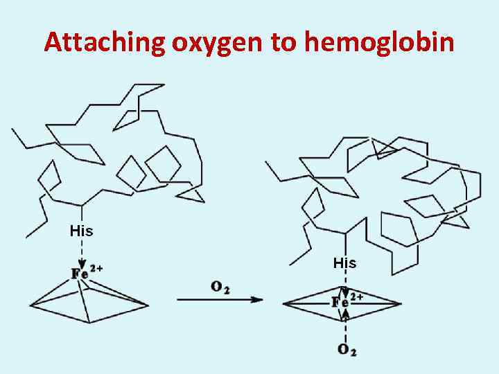 Attaching oxygen to hemoglobin 