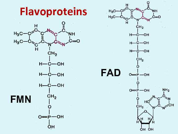 Flavoproteins FAD FMN 