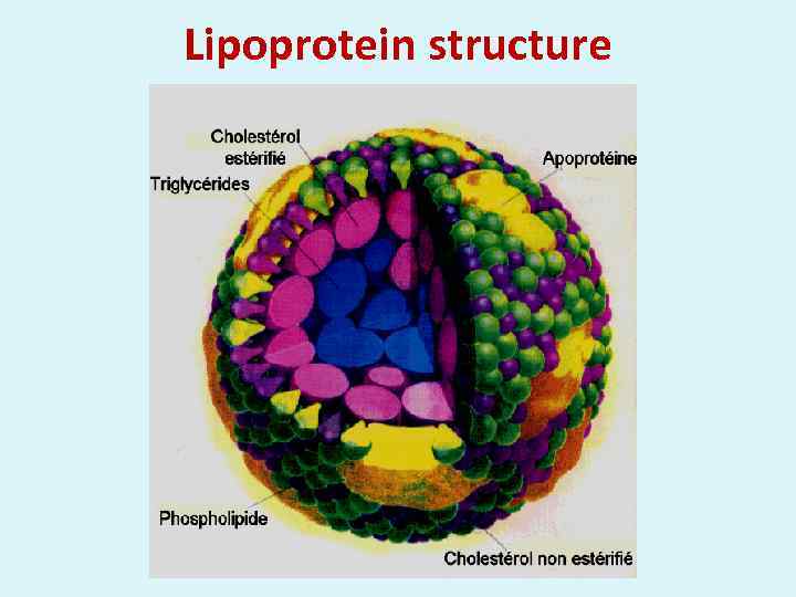 Lipoprotein structure 