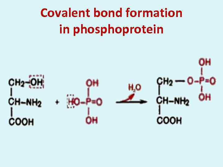 Covalent bond formation in phosphoprotein 