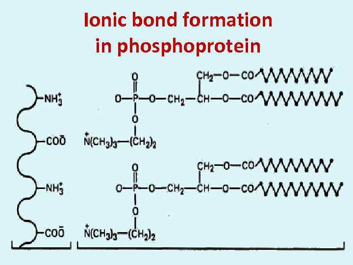 Ionic bond formation in phosphoprotein 