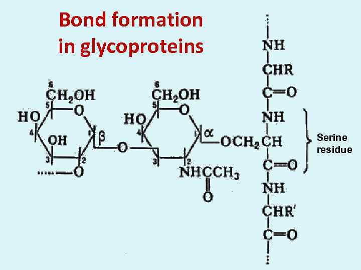 Bond formation in glycoproteins Serine residue 